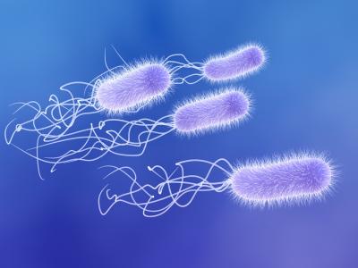 de bacterie Pseudomonas Aeruginosa